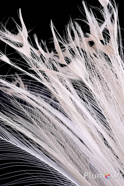 Witte pauw zonder ogen – 50–60 cm – natuurlijk wit–crème